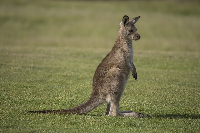 Forester kangaroo (Macropus giganteus tasmaniensis) juvenile Esk Valley.jpg