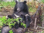 Formosan siyah ayı yavrularını emziriyor. Jpg