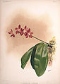 Phalaenopsis tetraspis (as syn. Phalaenopsis speciosa) plate 51 in: Frederick Sander: Reichenbachia II, (1890)