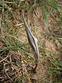 Fritillaria pyrenaica emerging