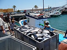 Pesca en la isla