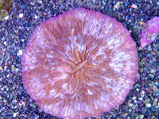 <i>Pleuractis paumotensis</i> species of cnidarian