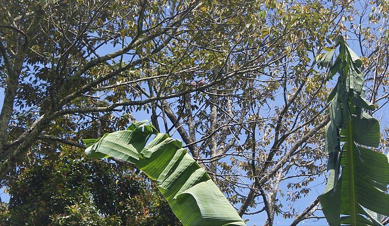 File:GAMBAR BURUNG DI HUTAN GIRSANG.jpg