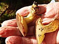 Xerocomellus, a bolete, under birch