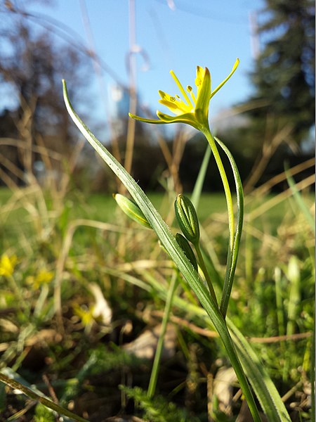 File:Gagea pratensis subsp. transversalis sl5.jpg