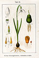 Galanthus nivalis vol. 1 - plate 49 in: Jacob Sturm: Deutschlands Flora in Abbildungen (1796)
