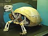 Charles Island tortoise skeleton