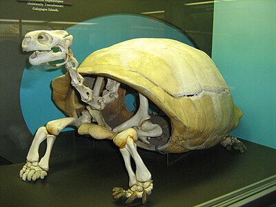 List of subspecies of Galápagos tortoise