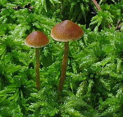 Galerina paludosa 332838.jpg