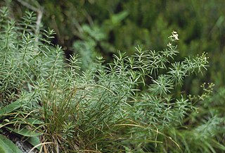 <i>Galium lucidum</i> Species of plant