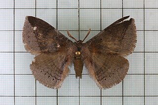 <i>Ganisa</i> Genus of moths