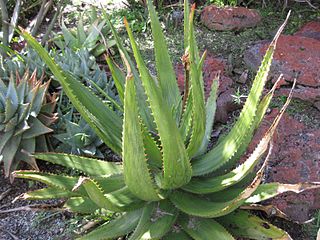 <i>Aloe harlana</i> Species of succulent