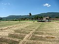 Ruộng trồng tỏi ở Vĩnh Hải