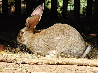 <span class="mw-page-title-main">Flemish Giant rabbit</span> Breed of rabbit