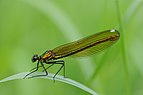 Calopteryx splendens