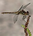 Gemeine Heidelibelle (Sympetrum vulgatum)