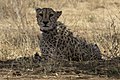 Cheetah, Namibia