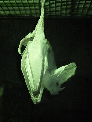 Ghost bat in Perth Zoo, infrared image