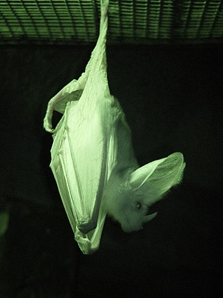 <i>Macroderma</i> (bat) Genus of bats