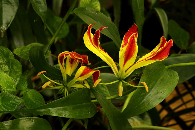 File:Gloriosa superba in Fata Morgana in winter 2012.JPG