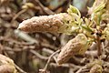 Bourgeon de Glycine