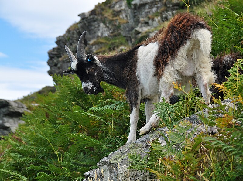 File:Goat in the Valley of Rocks.jpg