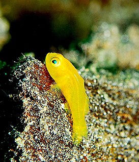 Yellow clown goby