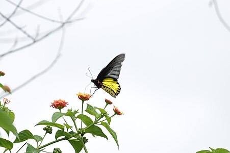 Ventral view