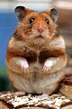 Goldhamster (Mesocricetus auratus)