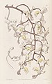 Gongora truncata plate 56 in: Edwards's Bot. Register (Orchidaceae), vol. 31, (1845)