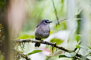 <span class="mw-page-title-main">Slaty-backed jungle flycatcher</span> Species of bird