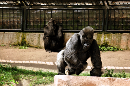 Tập_tin:Gorilla_im_Tiergarten_Nürnberg.png