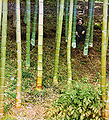 Bamboo forest near Chakvi, Georgia. 1910
