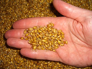 Malt Germinated cereal grains that have been dried