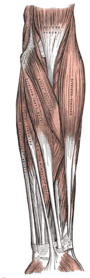 Ventral superficial muscles of the forearm Gray414.png