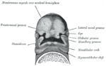 Thumbnail for Frontonasal process