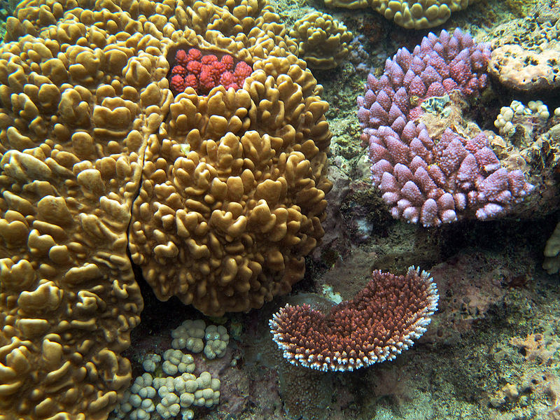 File:Great Barrier Reef 015 (5390533959).jpg