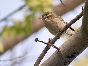 Phylloscopus Trochiloides: Descripción, Distribución y hábitat, Referencias