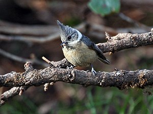 Birch tit (Lophophanes dichrous)