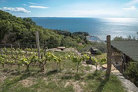 Dai pascoli verso il castello di Miramare e Grignano