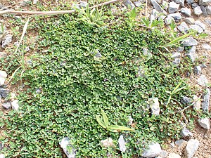 草姿 （沖縄県石垣市名蔵）