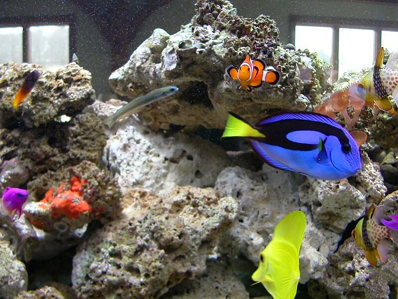 File:Group of real fishin aquarium.jpg