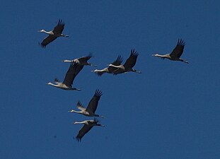 Resident sandhill cranes flying in formation Grus canadensis flying at Bitter Lake Nov 2010.jpg