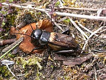 Gryllus campestris male Gryllus campestris (2321107154).jpg