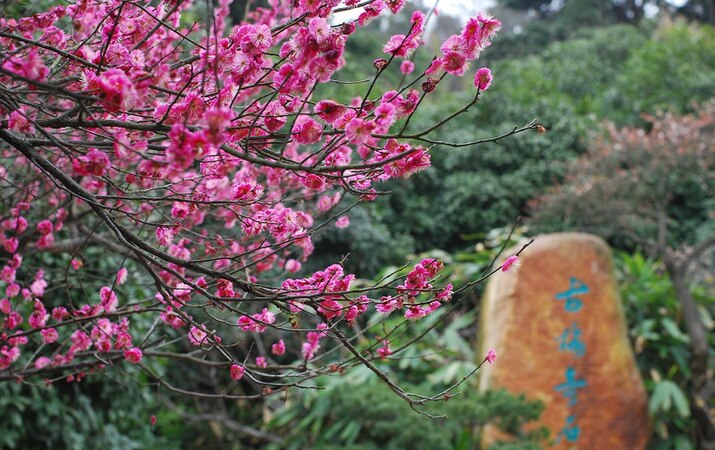 Plum blossoms (Prunus mume) in the Plum Garden, Jiangsu