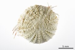 File:Gymnechinus versicolor - ECH-000330 hab-dor.tif (Category:Echinodermata in the Natural History Museum of Denmark)