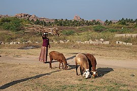 Hampi, Woman, Karnataka, India.jpg