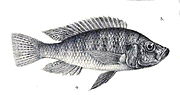 Miniatura para Haplochromis microdon