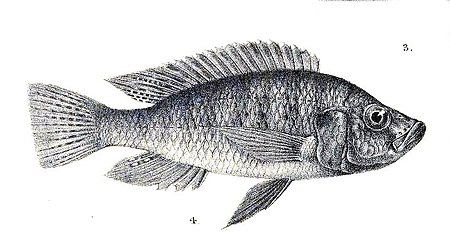 Haplochromis_microdon