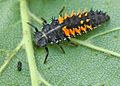 12/14 English: A 10 mm long Harmonia axyridis larva. Français : Une larve d'Harmonia axyridis de 10 mm de long.